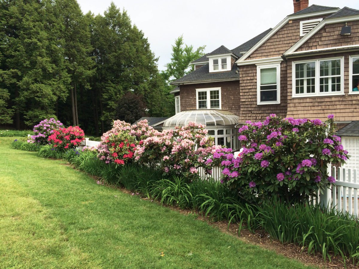 various color rhododendrons in bloom