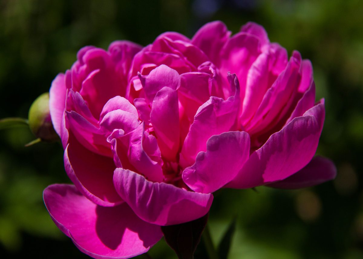 Deep Pink Peonies