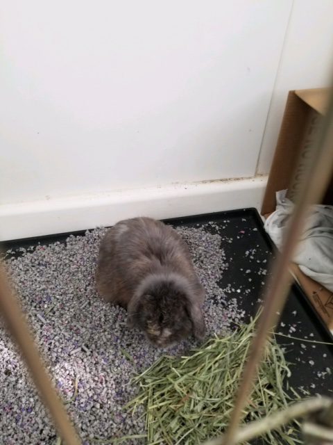 grey bunny with hay and pellets