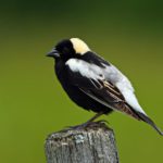 bobolink on fence