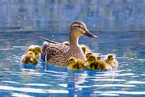 mother and baby ducks on pond