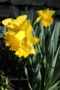 daffodils in bloom