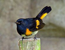 photo of the bird, american redstart