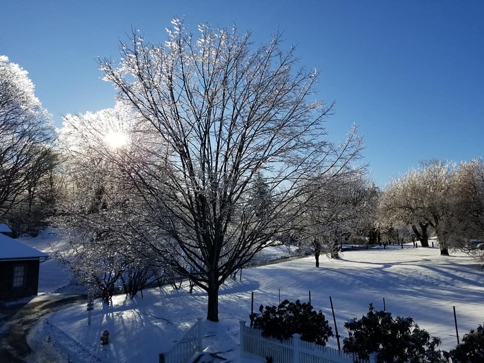 lawns and dogwood tree covered in snow and ice