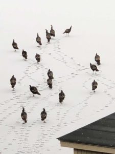 seventeen-turkeys-skating-on-tarrywile-lake