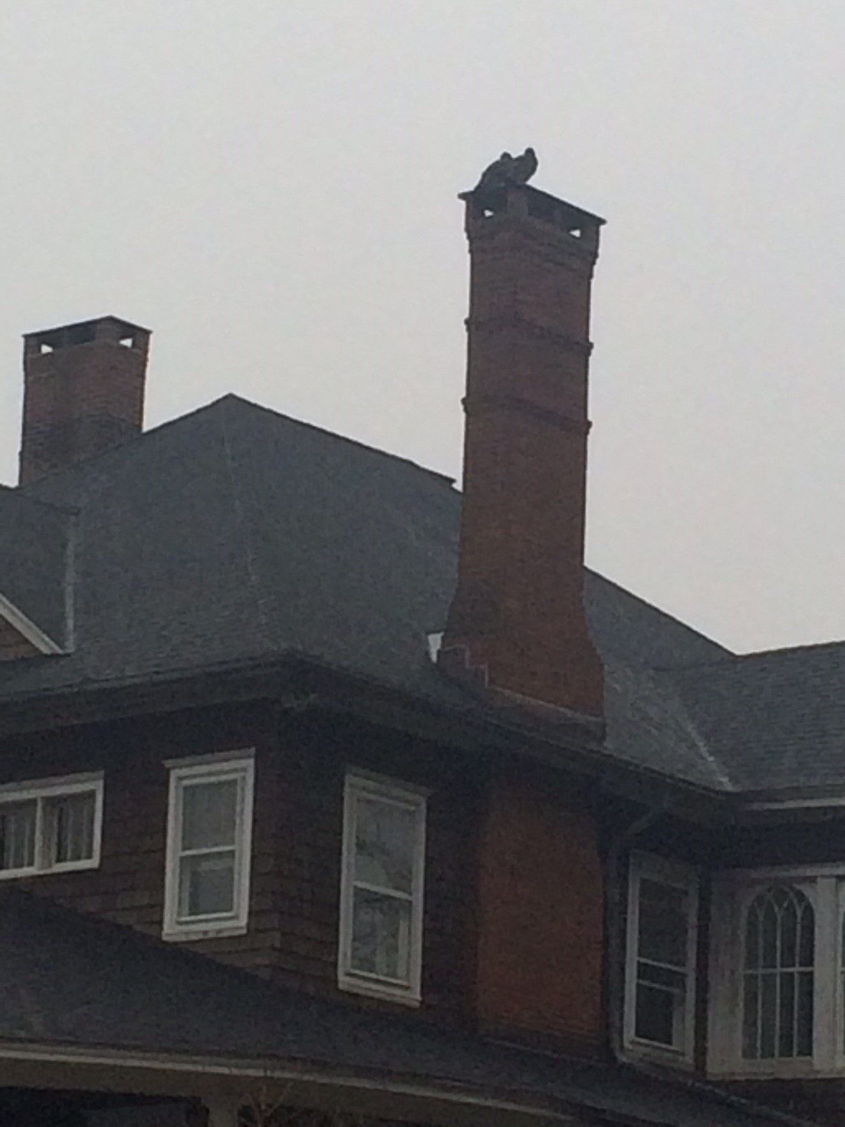 wildlife-sightings-turkey-vultures-on-chimney