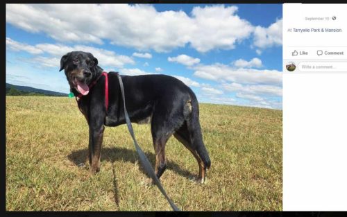 local-business-walking-dogs