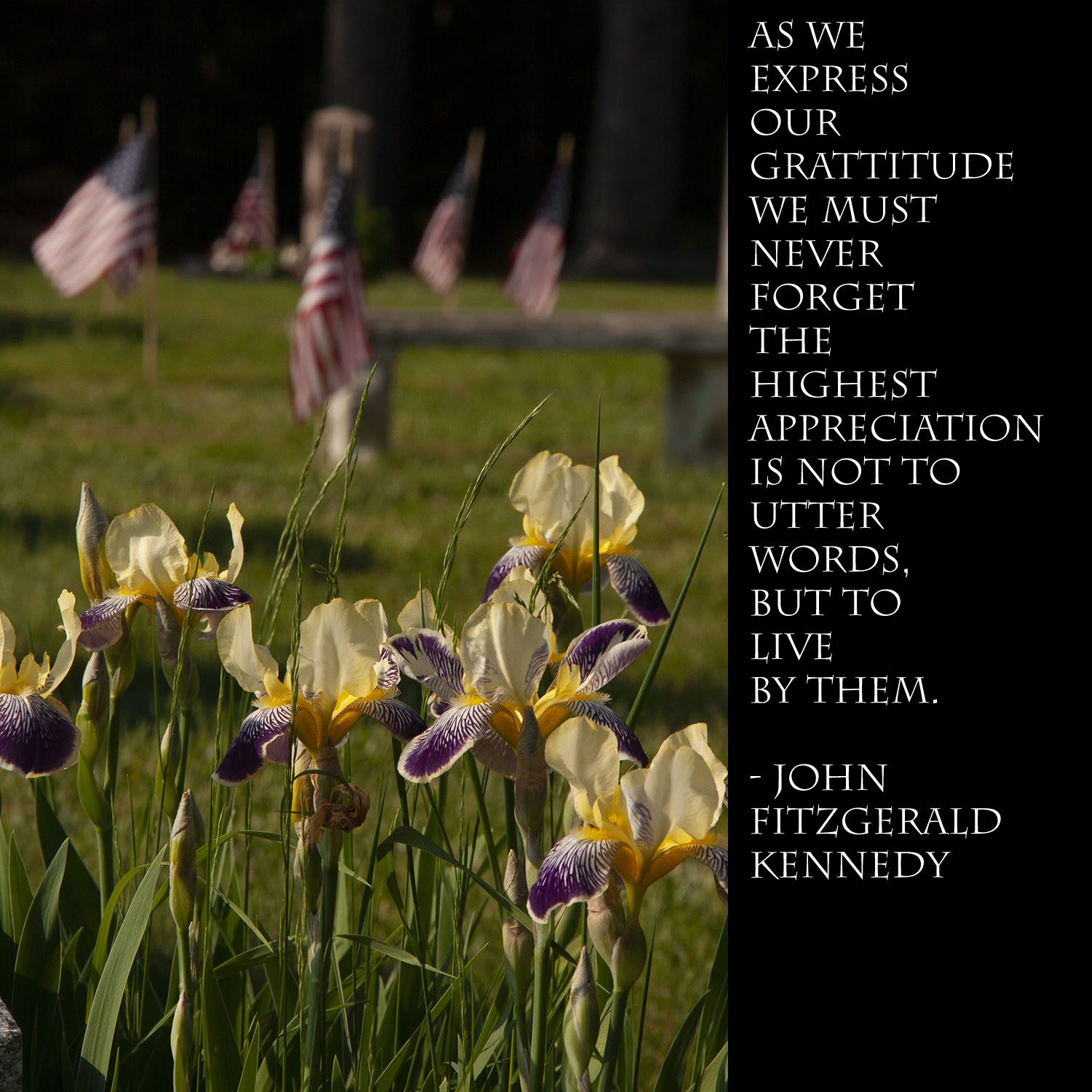 purple iris with cemetary and flags in background